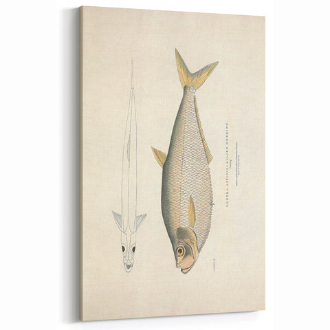 Vintage Animal Art: Allied Herring Illustration Art Prints