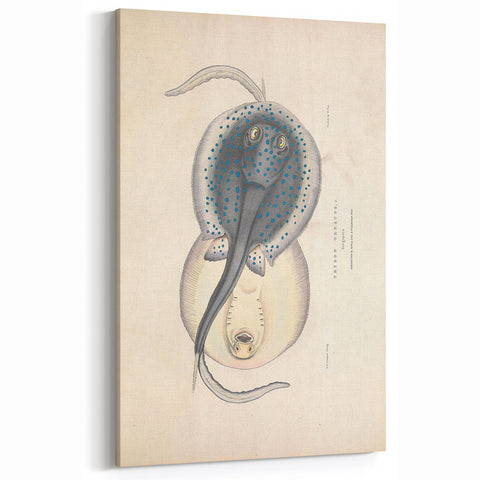 Vintage Animal Art: Oblong Stingray Illustration Art Prints