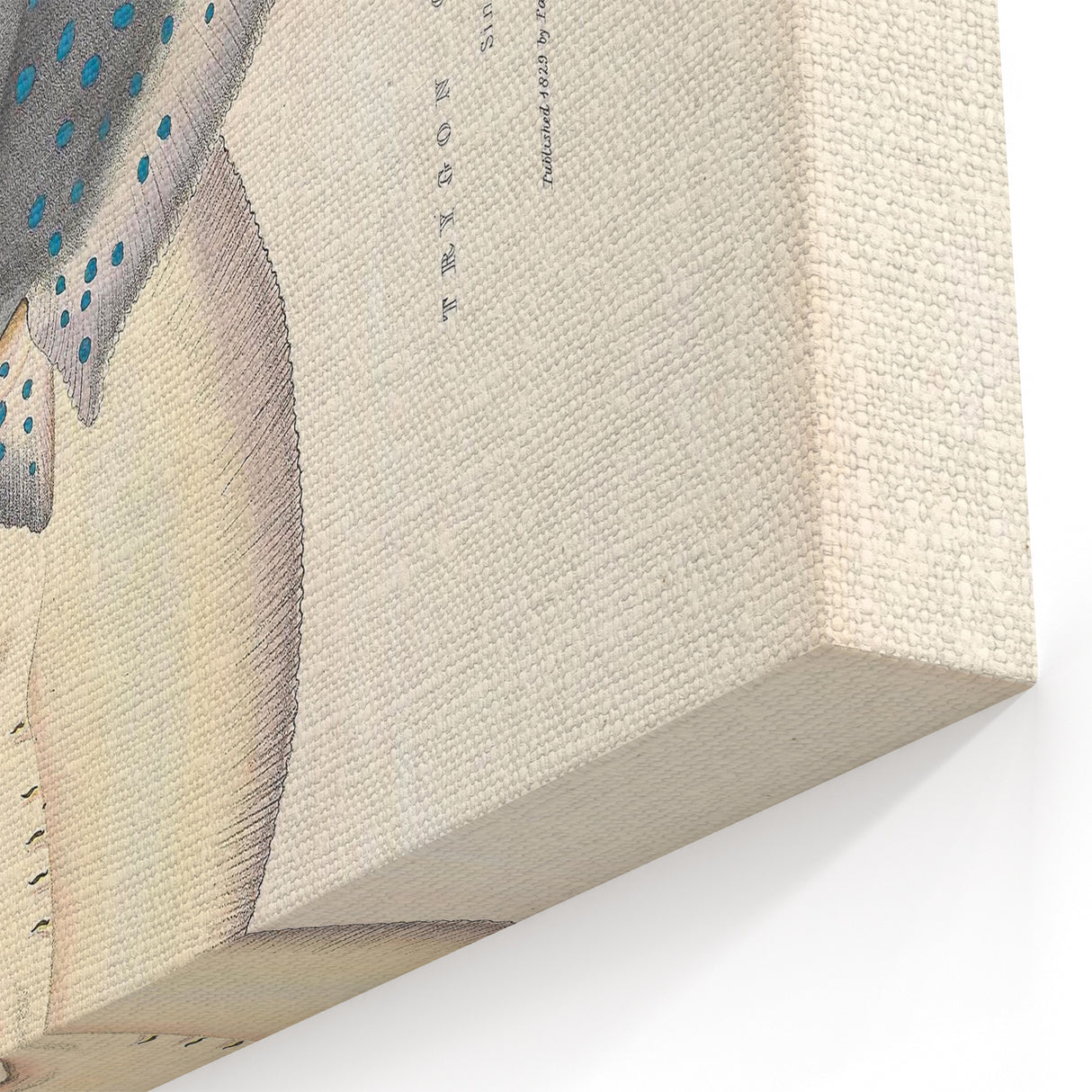 Vintage Animal Art: Oblong Stingray Illustration Art Prints