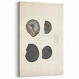 Vintage Animal Art: Ammonite Fossil Illustration Art Prints