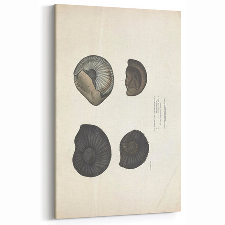 Vintage Animal Art: Ammonite Fossil Illustration Art Prints