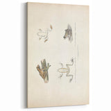 Vintage Animal Art: Bengal Frog Illustration Art Prints