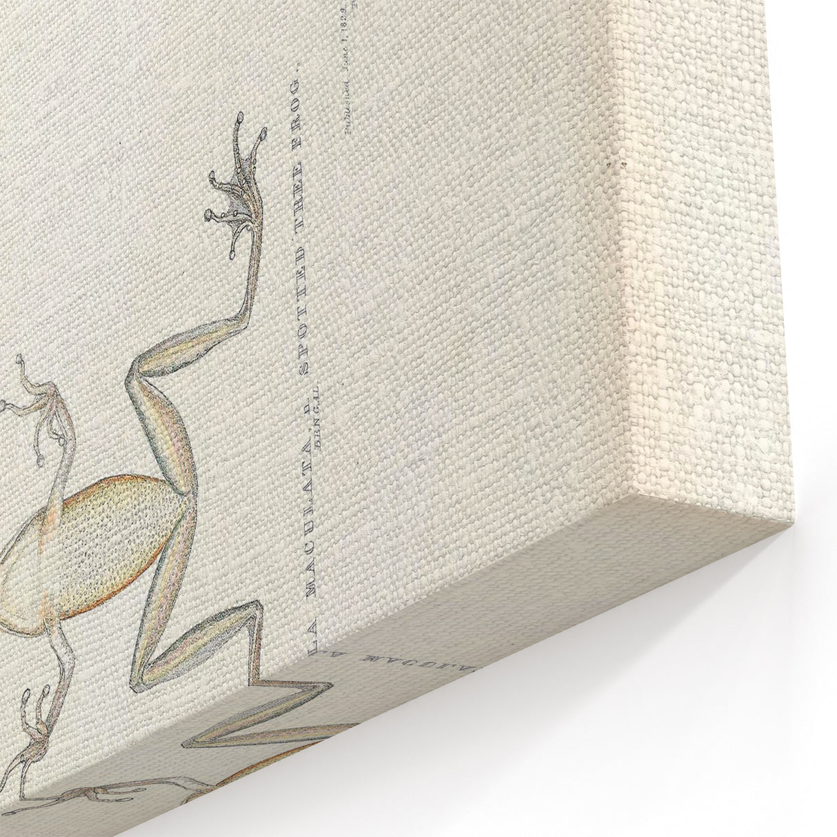 Vintage Animal Art: Bengal Frog Illustration Art Prints