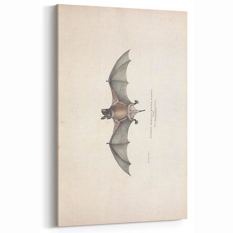 Vintage Animal Art: Murine Bat Illustration Art Prints