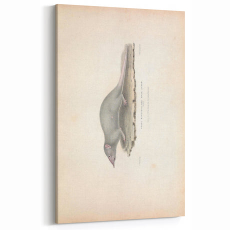 Vintage Animal Art - Retro Musk Shrew Illustration for Wall Decor
