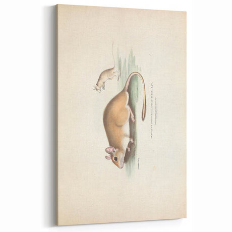 Vintage Animal Art - Retro Gerbil Illustration for Animal Wall Decor