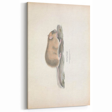 Vintage Animal Art - Retro Mouse Illustration for Animal Wall Decor