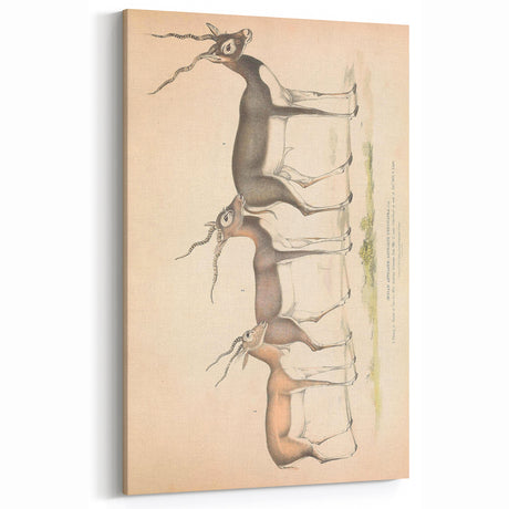 Vintage Animal Art - Retro Antelope Illustration for Animal Wall Decor