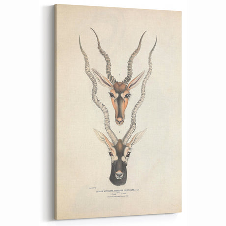 Vintage Animal Art - Retro Indian Antelope Illustration for Wall Decor