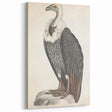 Vintage Animal Art - Retro White-Backed Vulture Illustration