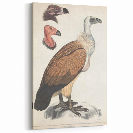 Vintage Animal Art - Retro Bengal Vulture Illustration for Wall Decor