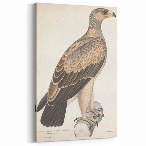 Vintage Animal Art - Retro White Dotted Eagle Illustration