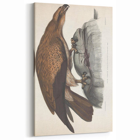 Vintage Animal Art - Retro Plain Fishing Eagle Illustration