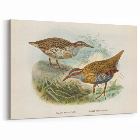 Vintage Animal Art: Rallus Illustration - Bird Prints for Home Decor