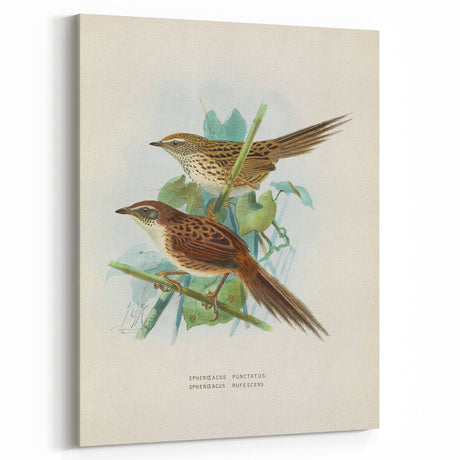 Vintage Animal Art: Sphenacicus Illustration - Bird Wall Decor Prints
