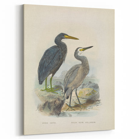 Vintage Animal Art – Heron Illustration Art Print – Retro Bird Wall Decor