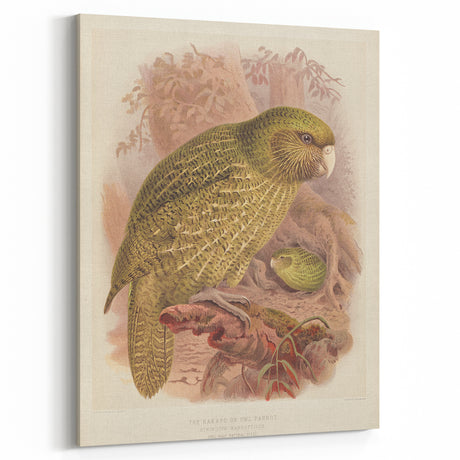 Vintage Animal Art – Kakapo Parrot Illustration Print – Retro Bird Wall Decor