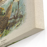 Vintage Animal Art – Eudynamis Taitensis Bird Illustration Print