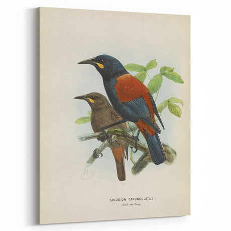Vintage Animal Art – Creacion Bird Illustration Print – Retro Animal Wall Decor