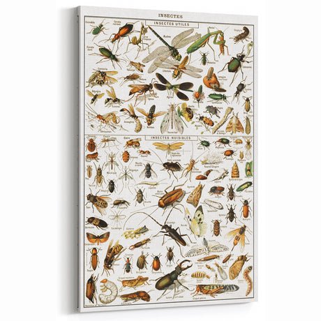 Vintage Animal Art - Detailed Insect Illustration Prints for Home Decor