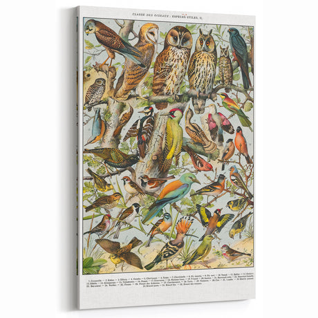 Vintage Animal Art – Birds of Europe Illustration Print – Retro Bird Wall Decor