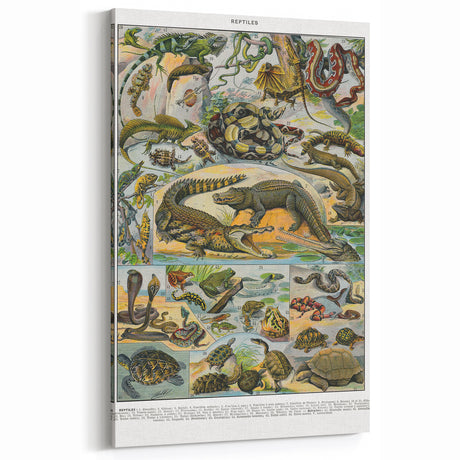 Vintage Animal Art: Reptile Illustration Wall Decor – Retro Animal Art