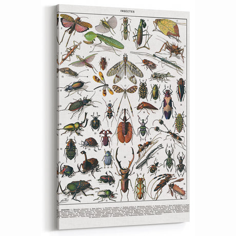 Vintage Animal Art: Insect Illustration Wall Decor – Retro Bug Art