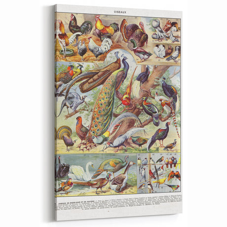 Vintage Animal Art - Colorful Bird Illustration Print for Home Decor