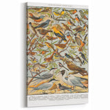 Vintage Animal Art - Detailed Bird Species Illustration Print