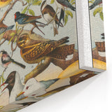 Vintage Animal Art - Detailed Bird Species Illustration Print