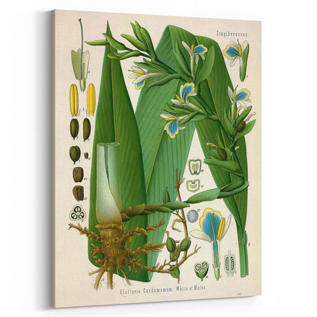 Vintage Botanical Art Prints – White Floral Illustration with Gold Accents