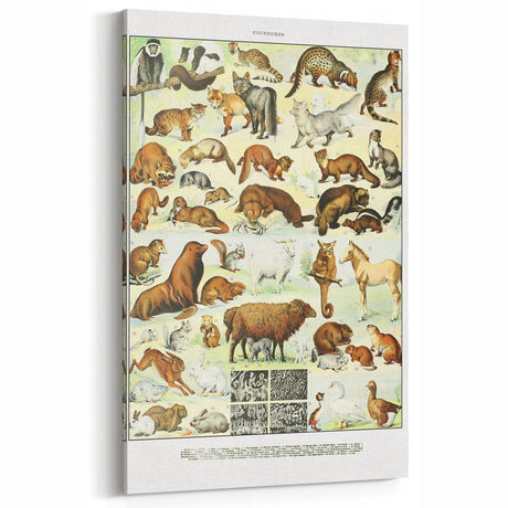 Vintage Animal Art - Fur-Coated Mammals Illustration Print for Home Decor