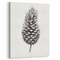 Vintage Botanical Art Prints – Black and White Pinecone Illustration