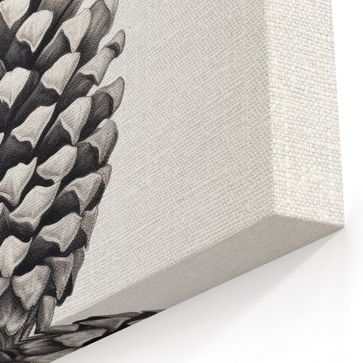 Vintage Botanical Art Prints – Black and White Pinecone Illustration