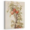 Vintage Botanical Art Prints – Apple Tree Illustration with Red Fruit
