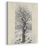 Vintage Botanical Art Prints – Snowy Tree Illustration in Black and White