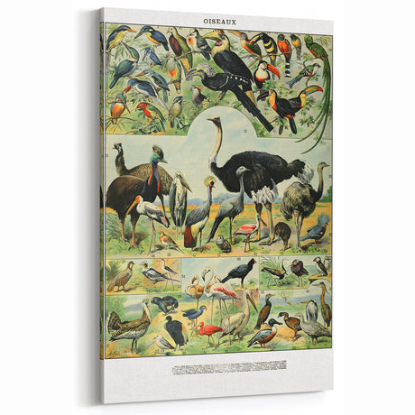 Vintage Animal Art - Diverse Bird Illustration Print for Home Decor