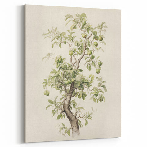 Vintage Botanical Art Prints: Pear Tree in Bloom