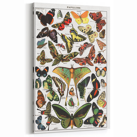 Vintage Animal Art - Colorful Butterfly Illustration Print for Home Decor