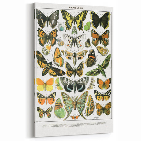Vintage Animal Art - Beautiful Butterfly Illustration Print for Home Decor