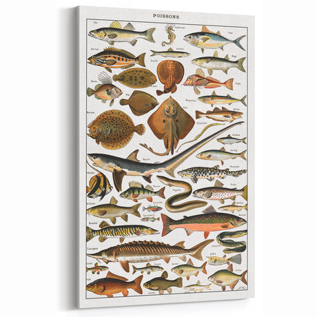 Vintage Animal Art - Fish Illustration Print for Home Decor