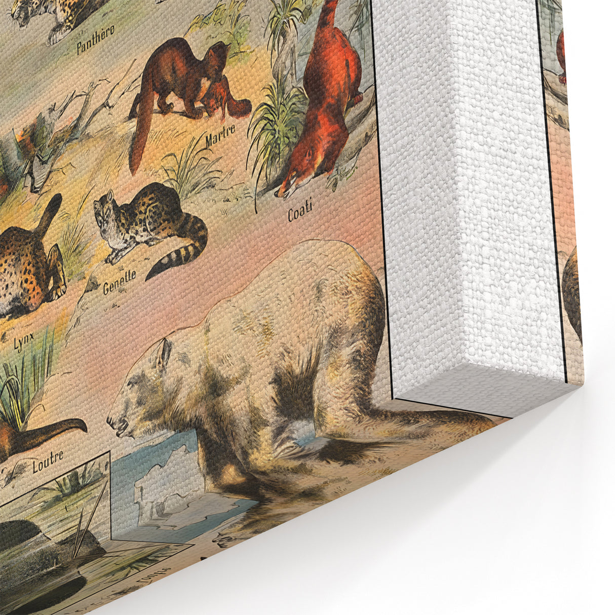 Vintage Animal Art: Timeless Wildlife Illustration Prints