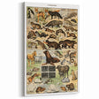 Vintage Animal Art: Detailed Wildlife Illustration Prints
