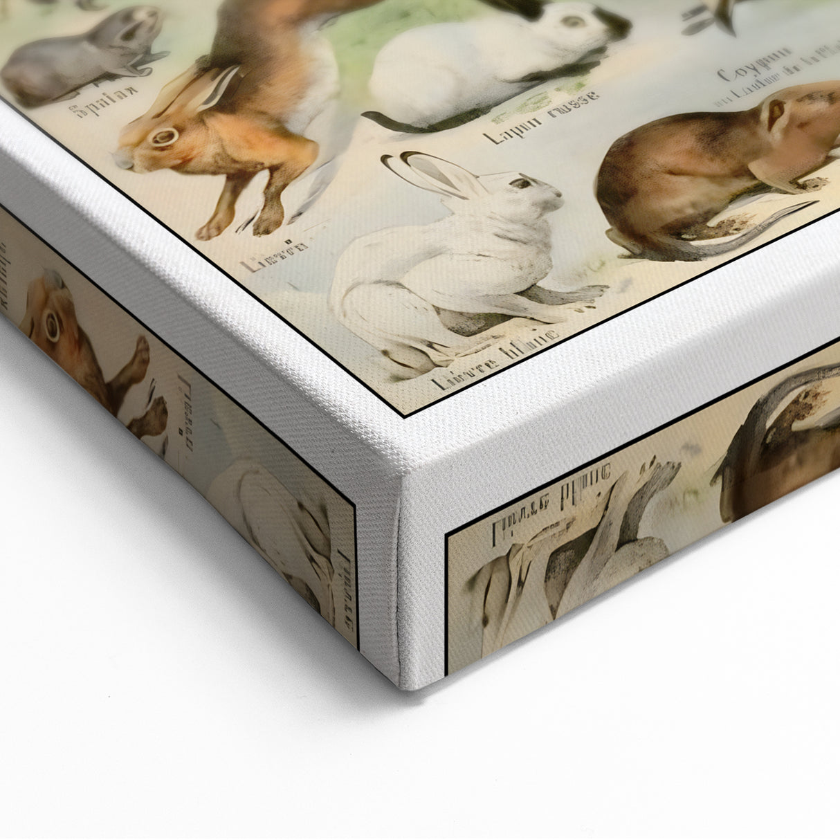 Vintage Animal Art: Detailed Wildlife Illustration Prints