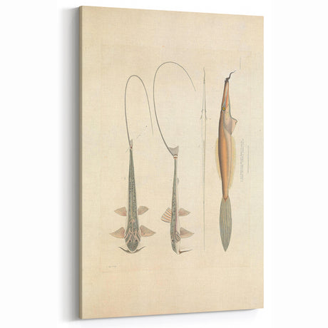 Vintage Animal Art - Retro Fish Illustration Art Print for Home Decor