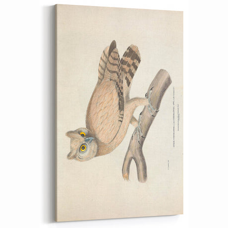 Vintage Animal Art - Owl Illustration Art Print for Home Decor
