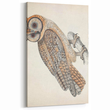 Vintage Animal Art - Owl Illustration Print for Nature-Inspired Decor