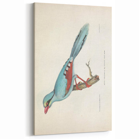 Vintage Animal Art - Blue Bird Illustration for Nature-Inspired Decor