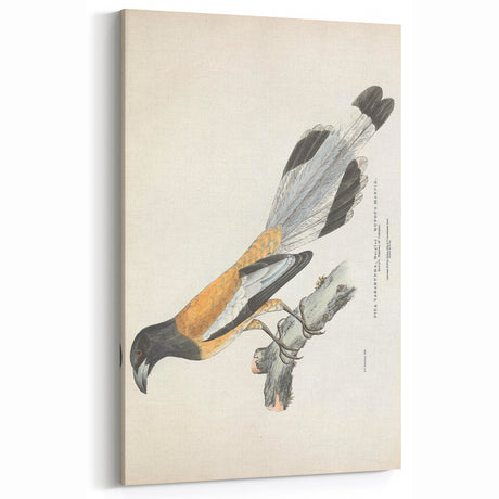Vintage Animal Art - Rufous Magpie Bird Illustration for Home Decor