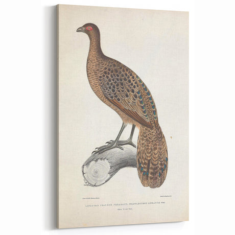Vintage Animal Art - Handcrafted Peacock Illustration for Home Decor